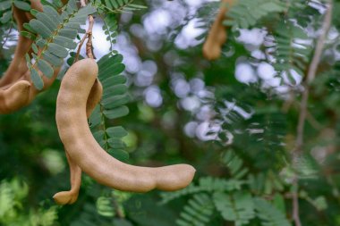 Demirhindi ağaçta taze demirhindi.