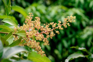 Mango çiçek bir gruptaki önümüzdeki m dalı yakın çekim