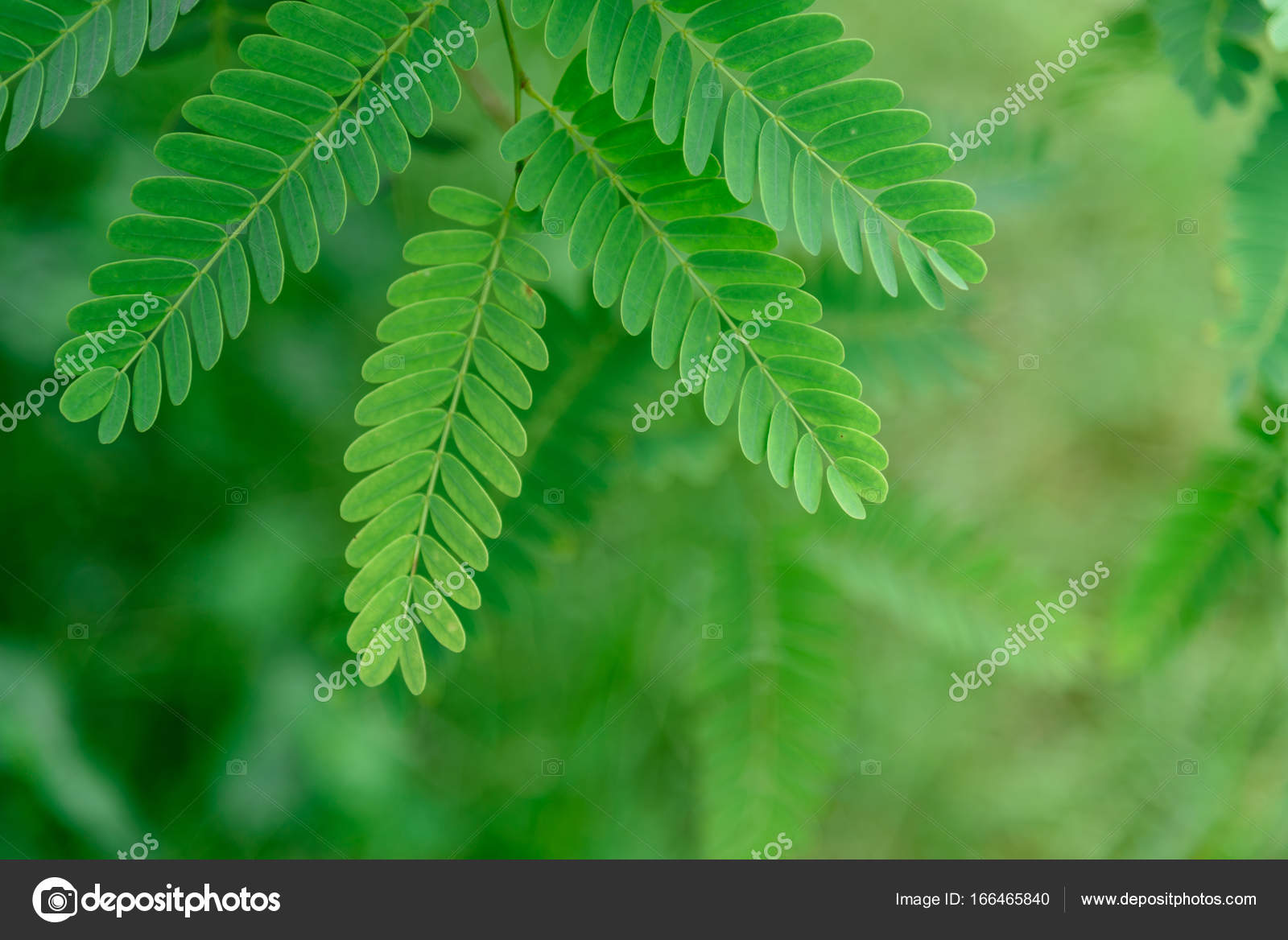 Fresh Tamarind Leaves On Tamarind Tree Stock Photo Image By C Montri1234 Fresh Tamarind Leaves On Tamarind Tree Stock Photo Image By C Montri1234
