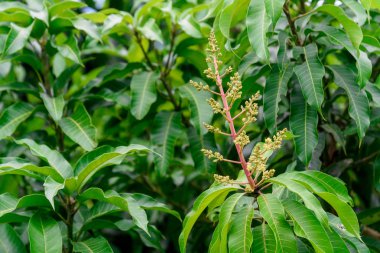 Mango çiçek bir gruptaki önümüzdeki m dalı yakın çekim