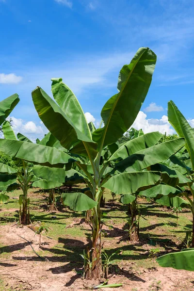 Bananenplantage mit blauem Himmel. Stockbild