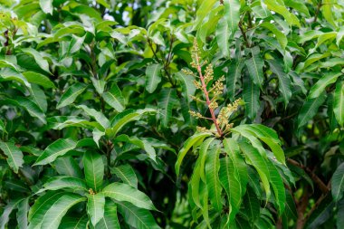 Mango çiçek bir gruptaki önümüzdeki m dalı yakın çekim