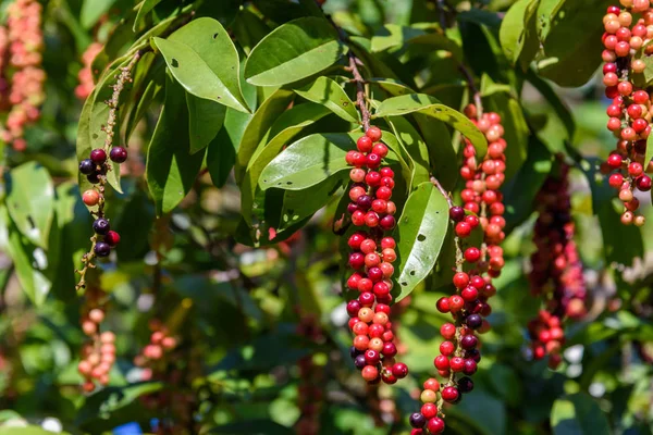 Taze antidesma thwaitesianum meyve. Yeşil taze kırmızı dut 