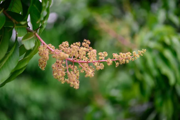 Mango çiçek bir gruptaki önümüzdeki m dalı yakın çekim