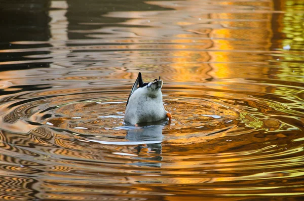 Mallard ducks in the lake and ripples — Stock Photo, Image