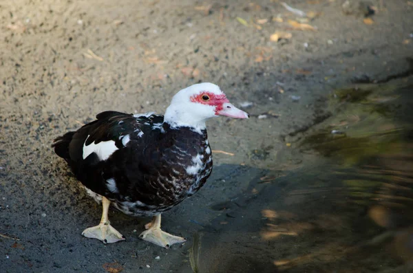 Brown duck standing on the sand near a lake — Stock Photo, Image