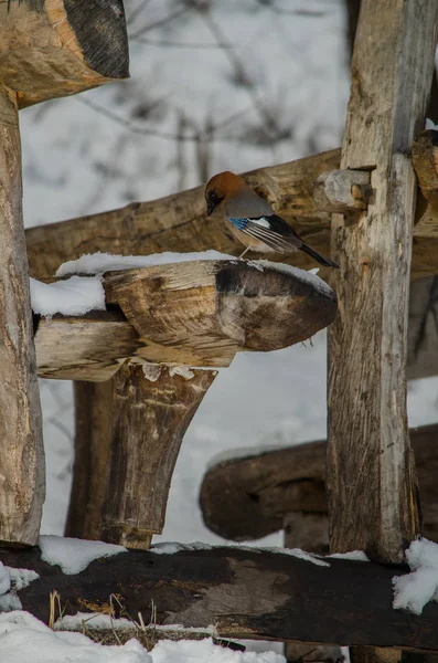 นกเจย์ในสวนฤดูหนาวนั่งบนกระดานไม้ — ภาพถ่ายสต็อก