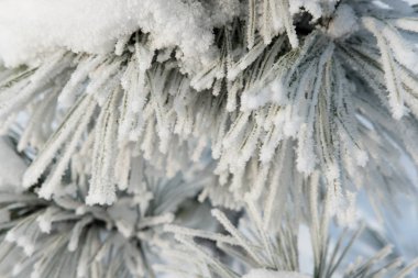 Hoarfrost ve gitmedenen dondurma kar kaplı çam dalları