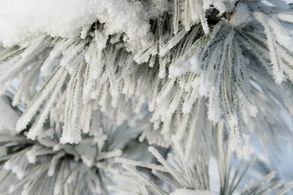 Hoarfrost ve gitmedenen dondurma kar kaplı çam dalları