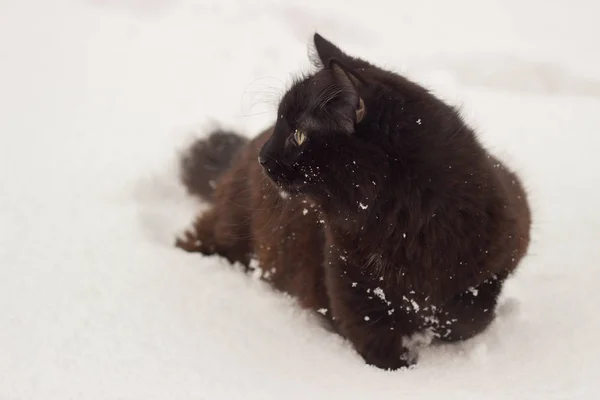 Gato preto fofo bonito com olhos amarelos no inverno de neve branco — Fotografia de Stock