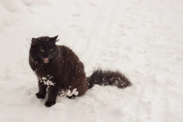 冬の白い雪に黄色い目が美しいふわふわ黒猫 — ストック写真