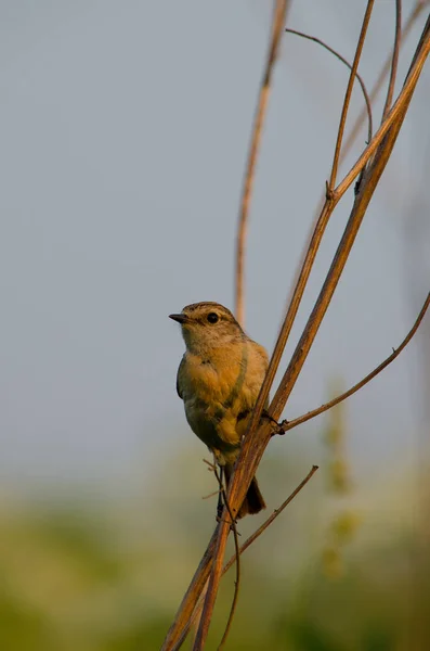 Petit oiseau perché sur une branche d'arbre jour clair en été — Photo