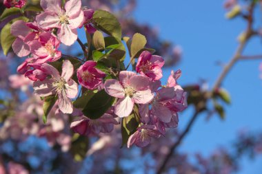 Açık bir mavi SK karşı pembe çiçekler ile elma ağacı dalları