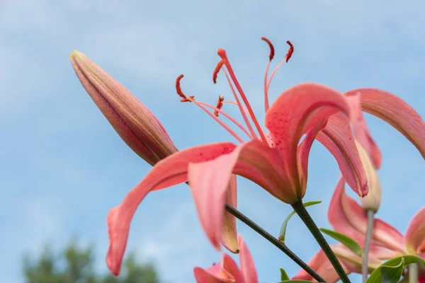 S で花壇に色とりどり庭の美しい大きなユリ — ストック写真