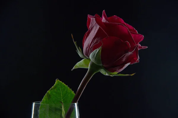 Красива червона троянда в склянці з водою на чорному тлі — стокове фото