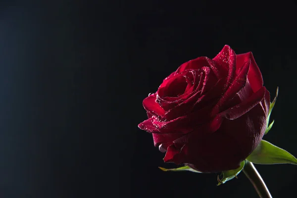 Όμορφο κόκκινο τριαντάφυλλο σε ένα ποτήρι με νερό πάνω σε μαύρο φόντο — Φωτογραφία Αρχείου