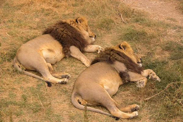 Два льва с густой коричневой гривой отдыхают и спят в степях — стоковое фото