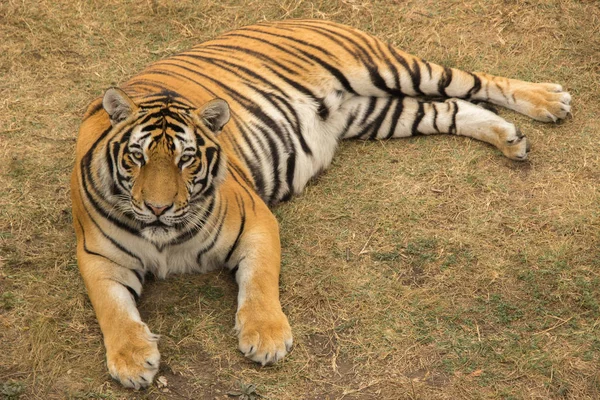 Un tigre grande yace y descansa en el parque sobre hierba seca durante t — Foto de Stock
