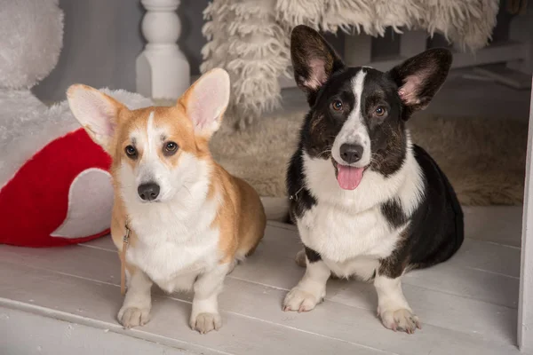 Retratos de hermosos perros corgi corgi galeses cárdigan negro y — Foto de Stock