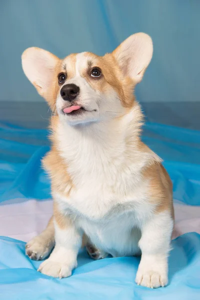 Güzel köpek yavrusu Galce corgi Pembroke s ile portresi