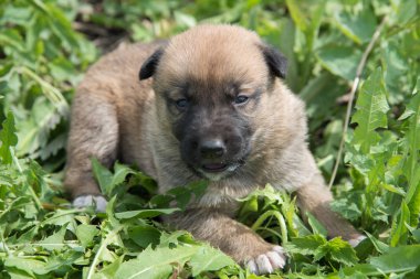 Güzel bir köpek yavrusu Laiky doğurmak yatıyor yaz yeşil çim