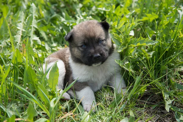 Um filhote de cachorro bonito da raça Laiky encontra-se na grama verde no verão — Fotografia de Stock