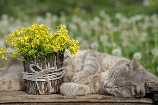 Een boeket van mooie kleine geel bloeiende bloemen genoemd een — Stockfoto