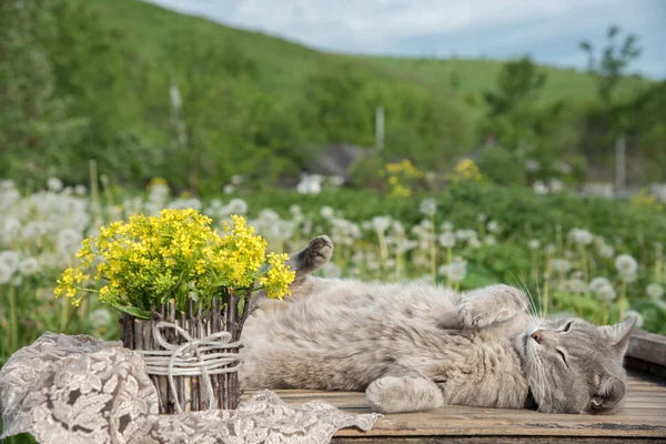 Een boeket van mooie kleine geel bloeiende bloemen genoemd een — Stockfoto