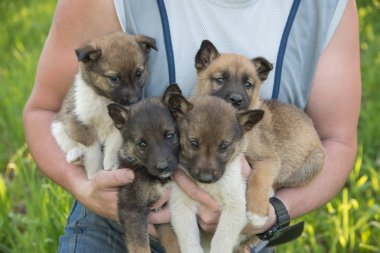 Bir erkek Sibirya husky yavruları onun kollarında yaz aylarında tutar