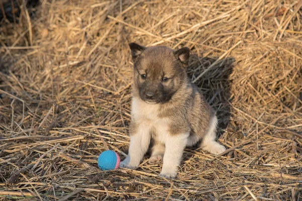 Siberian Laika puppy is sitting on the hay and next to him is a — Stock Photo, Image