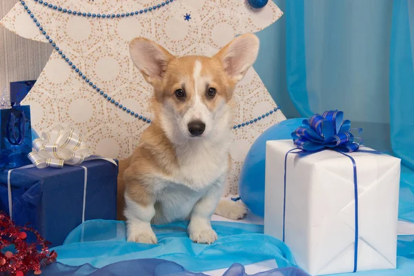 Hermoso cachorro de perro de galés corgi pembroke en un semental de Año Nuevo —  Fotos de Stock