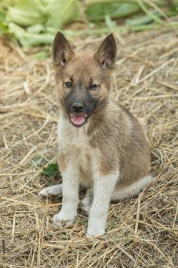 Küçük köpek doğurmak Siberian dış yapraklar üzerinde saman op oturuyor