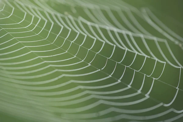 Large white spider web in dew in the morning on a green summer background