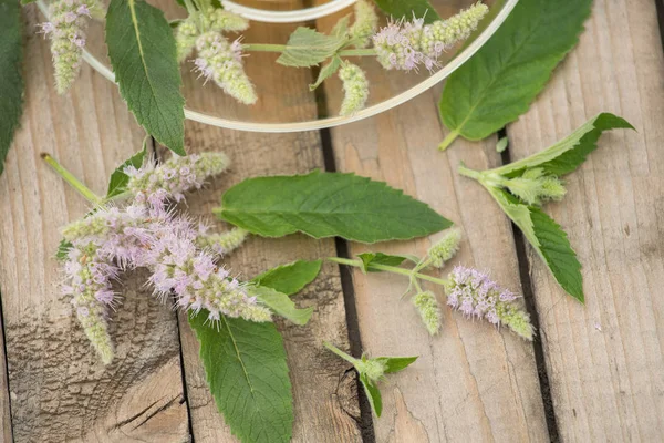 Bir cam kupa yaprakları ve nane ile altın çay ile standları çiçekler 
