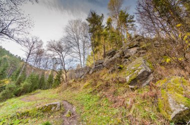 Yaz vahşi doğada. Orman ağaçları ile