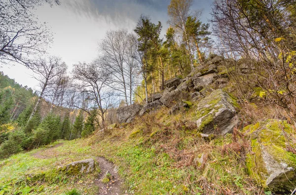 Yaz vahşi doğada. Orman ağaçları ile
