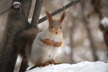 Parkta ağaç üzerinde Ayçiçeği tohumları yemek gri sincap