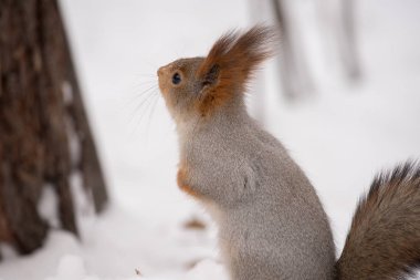 Parkta ağaç üzerinde Ayçiçeği tohumları yemek gri sincap
