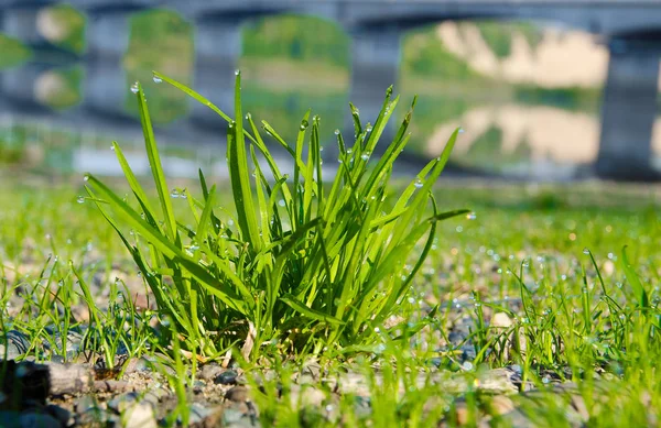 En buske av gräs på morgonen droppar dagg på bakgrunden av — Stockfoto