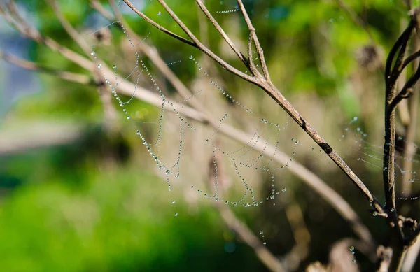 Large white spider web in dew in the morning on a green summer b