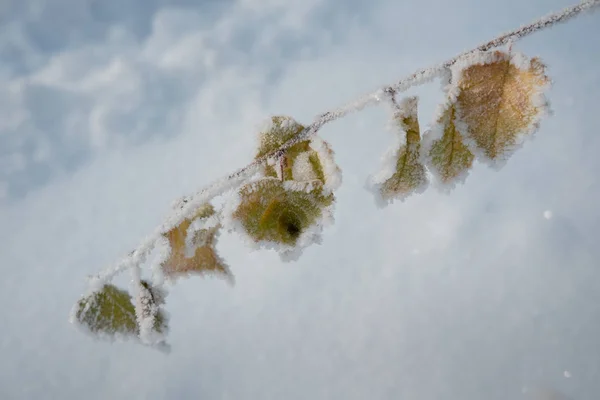 Björklöv täckt med rimfrost och snö i frysning väder — Stockfoto