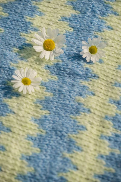 Pozadí krásné sedmikrásky na pletené textury v létě — Stock fotografie