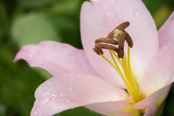 Bunten Garten schöne große Lilien auf dem Blumenbeet in s — Stockfoto