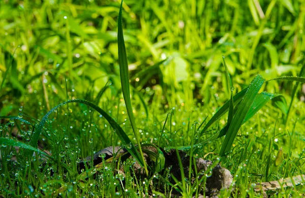 Stora genomskinliga droppar av morgondagg på gräs på sommaren stänger- — Stockfoto