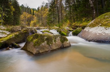 Yaz aylarında vahşi dağ doğa. Orman ağaçları ve bir cree ile
