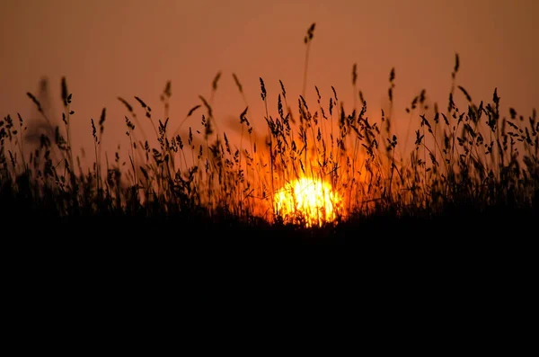 Solnedgång och vackra silhuetten av högt gräs luta — Stockfoto
