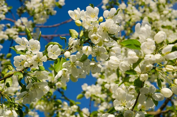 Beyaz çiçekli mavi bir bahar karşı elma ağacının dalları 