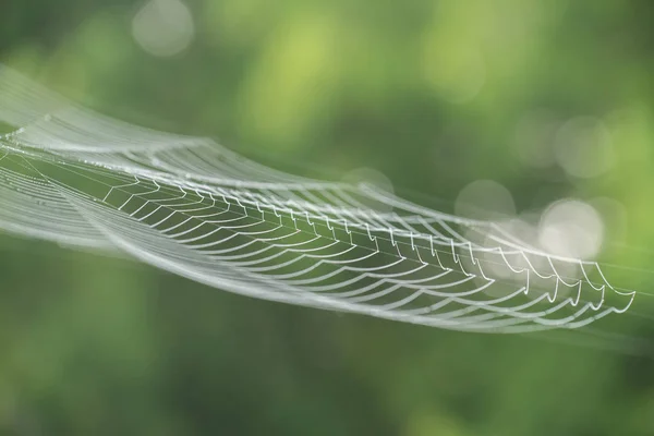 Large white spider web in dew in the morning on a green summer b