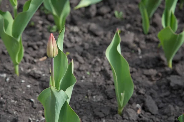 Une série de plusieurs tulipes de couleur plantées dans le sol — Photo