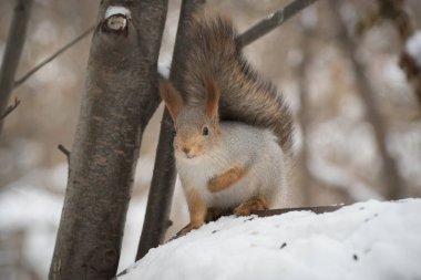 Parkta ağaç üzerinde Ayçiçeği tohumları yemek gri sincap